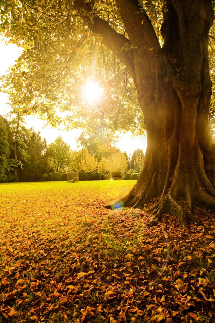 Autumn Sun under the Beech