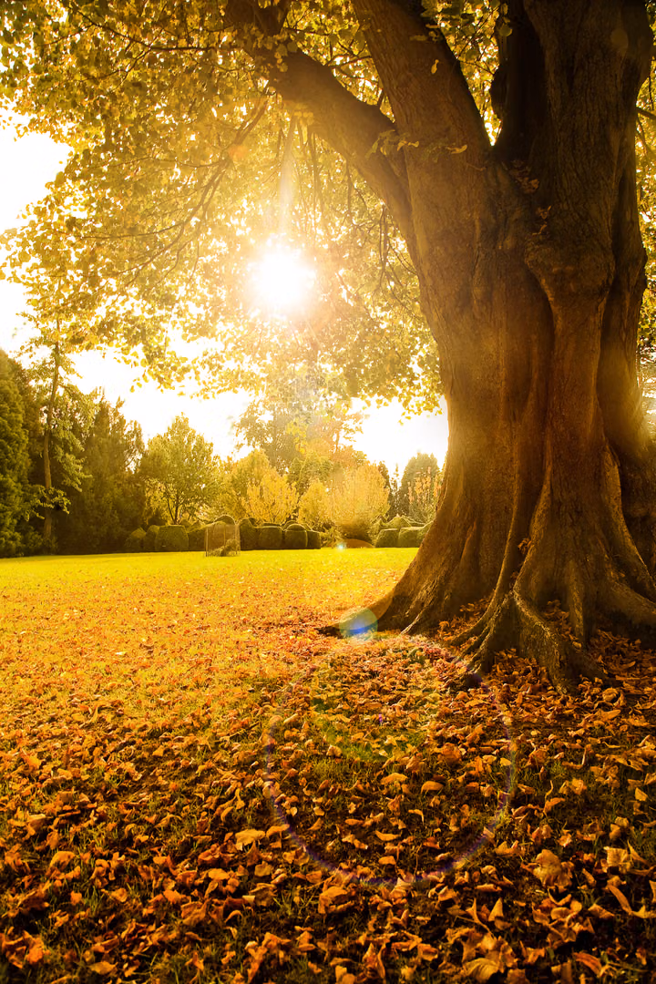 Autumn Sun under the Beech
