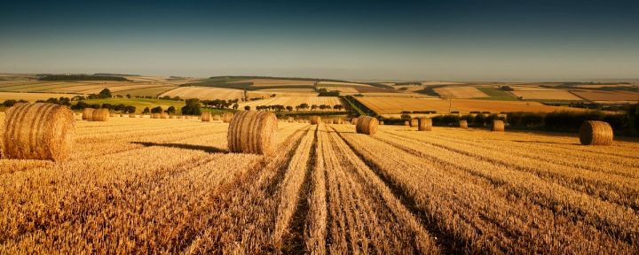 Golden Harvest Panorama