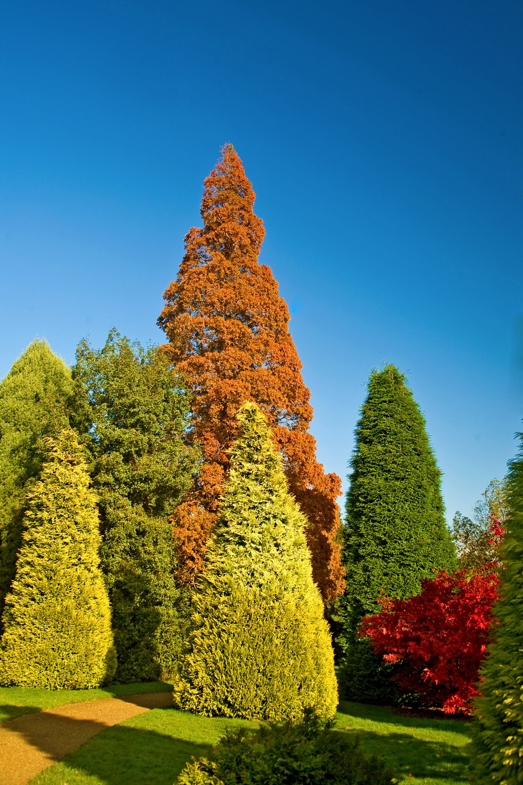 Autumn Conifers, Handcross, West Sussex