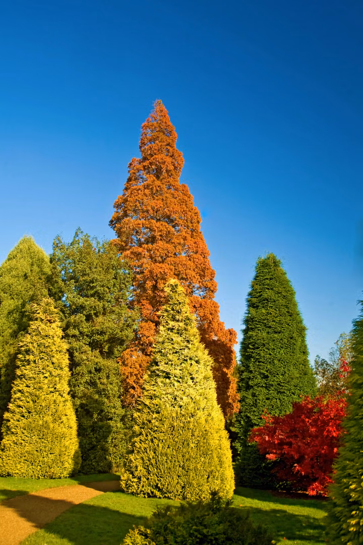 Autumn Conifers