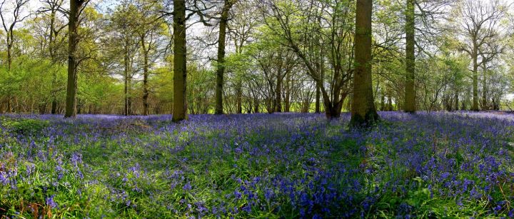 Bluebell Panorama