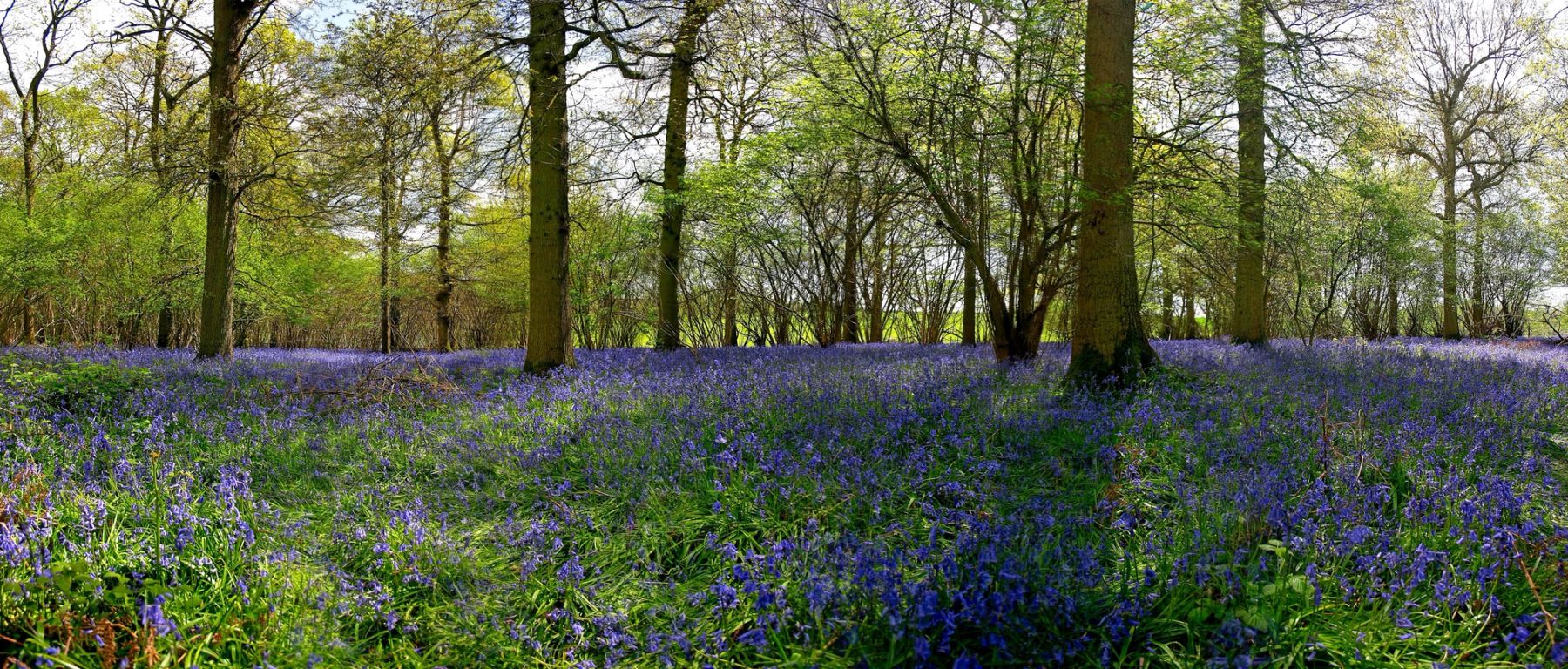 Bluebell Panorama, Sussex
