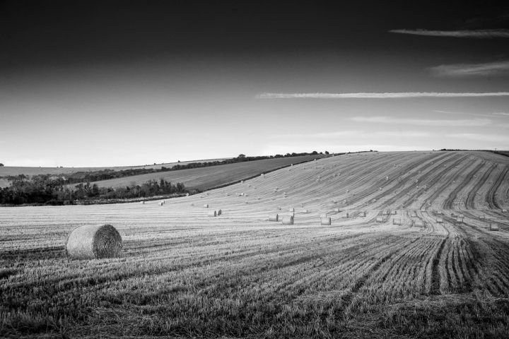 Harvest Lines in Black and White