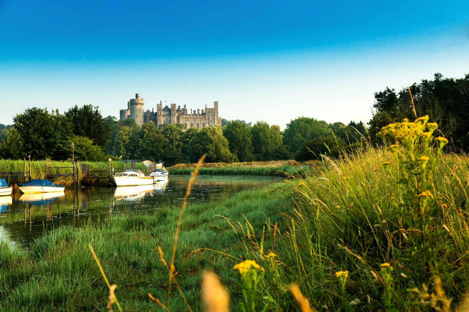 Ragwort by the River, Arundel