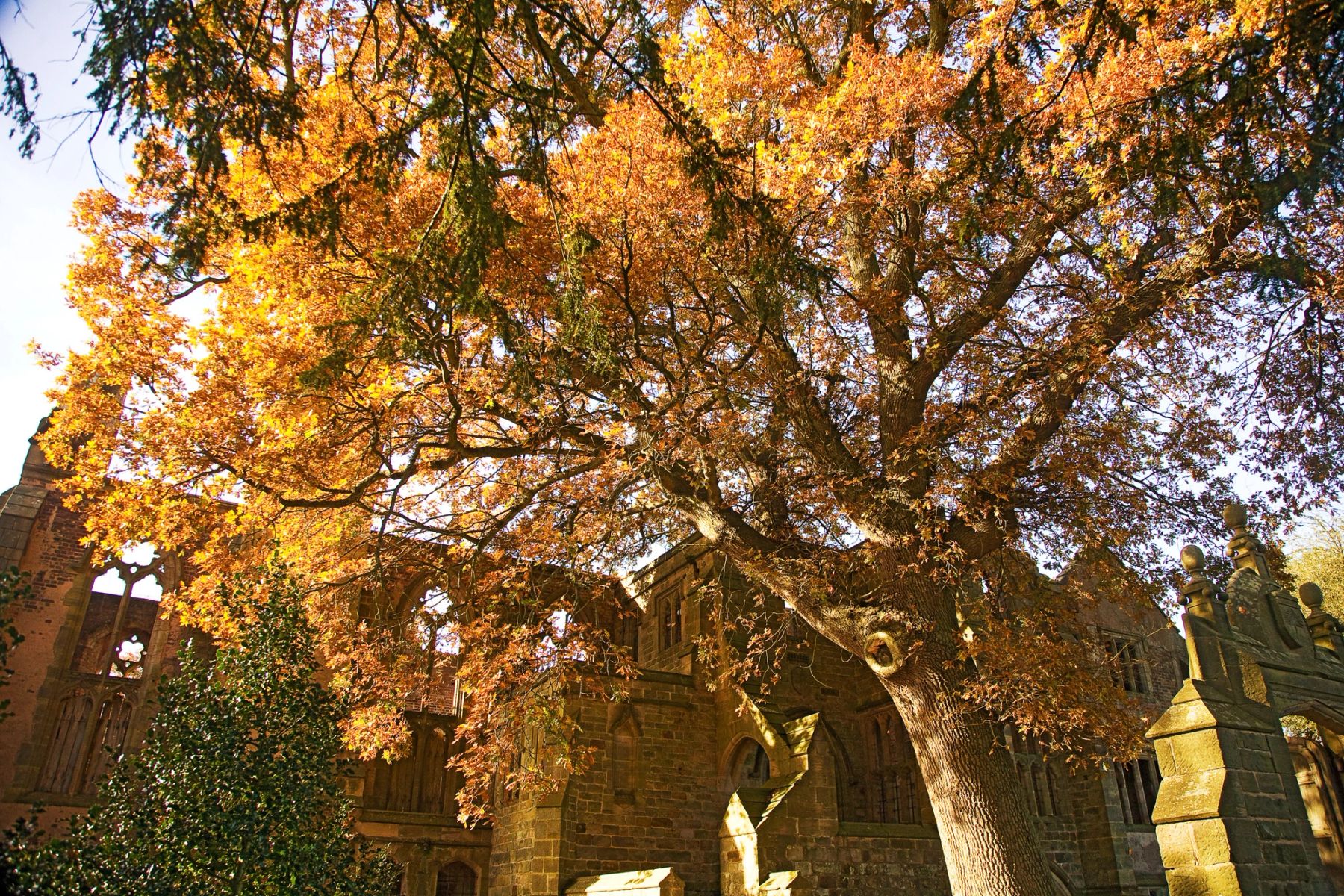 Autumn Canopy over the Ruins, Handcross, West Sussex