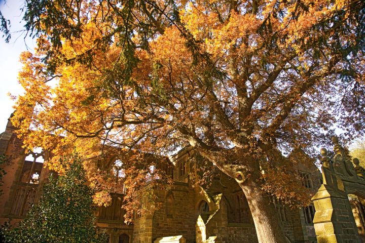 Autumn Canopy over the Ruins
