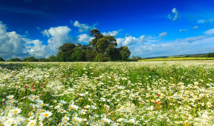 Daisy Field Panorama