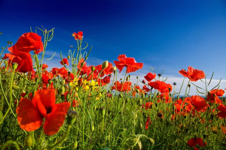 Poppies against the Sky