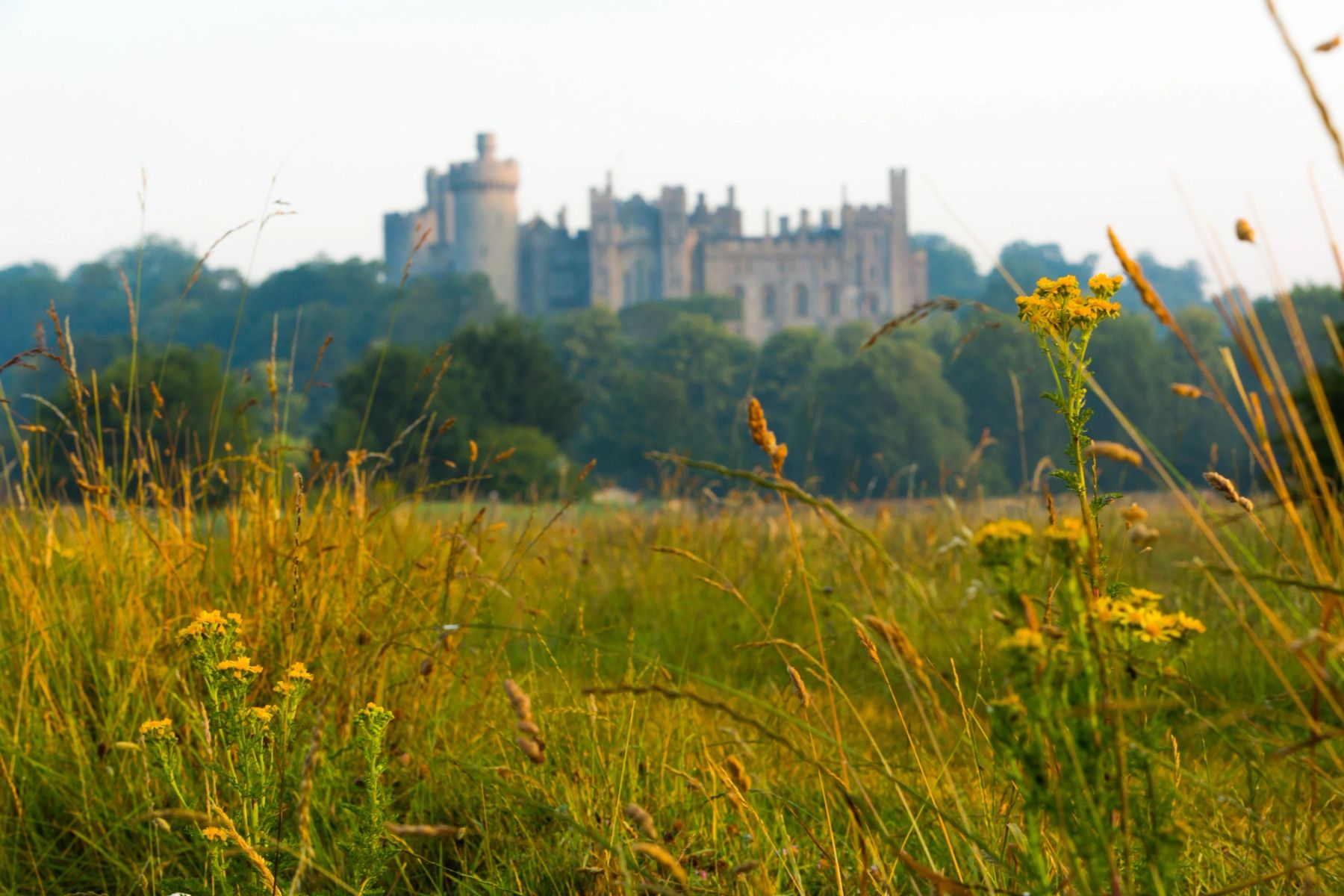 Summer Meadow View, Arundel