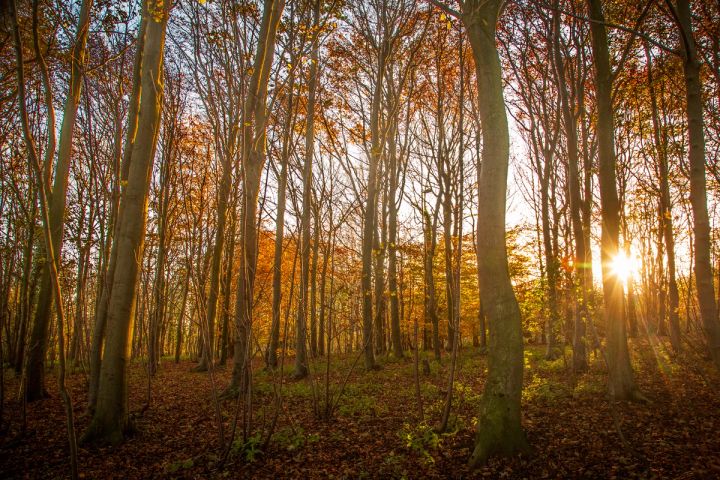 Low Sun in the Forest