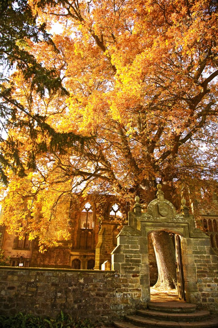 Autumn Gateway
