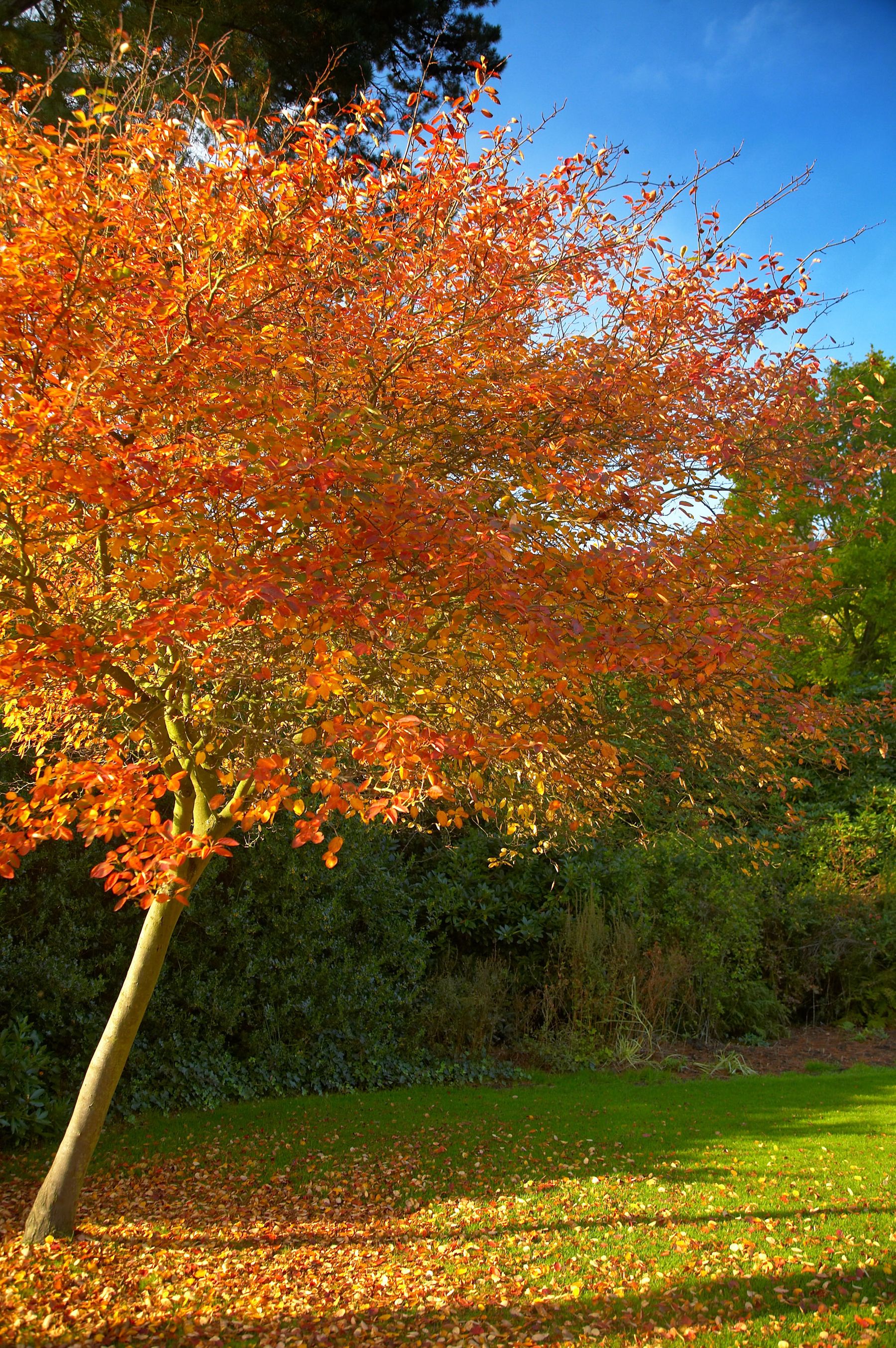 Copper Maple, East Grinstead
