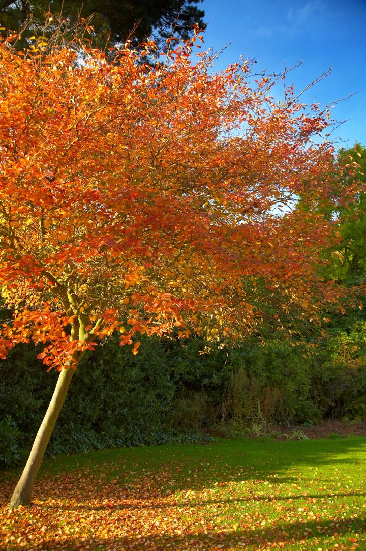 Copper Maple
