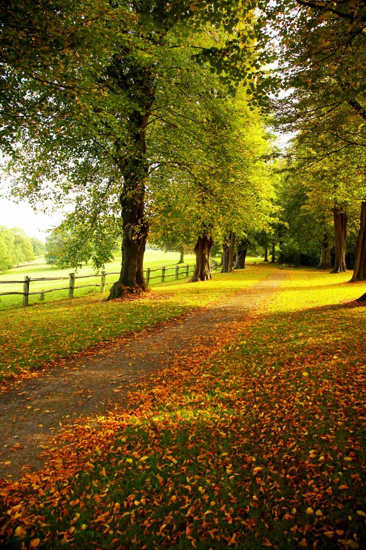 Leaf-strewn Path