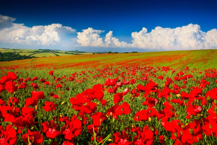 Poppies under Summer Clouds