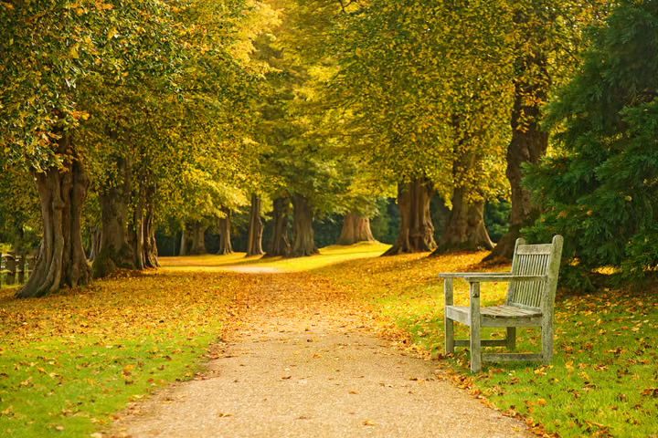 The Avenue Bench