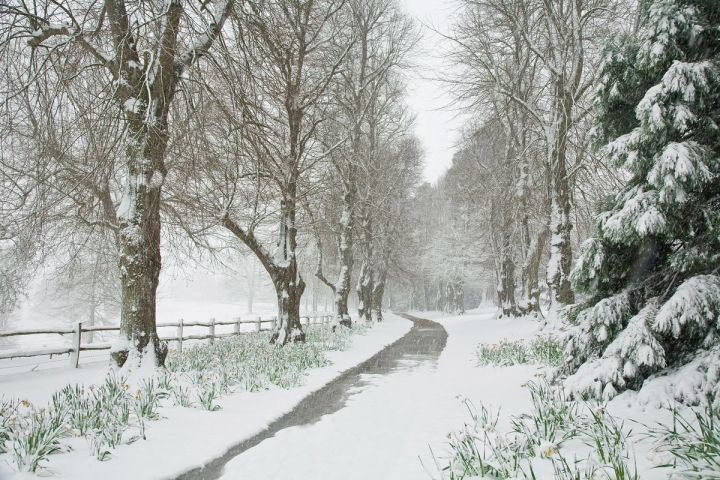 Snowy Avenue