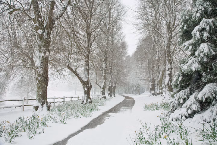 Snowy Avenue
