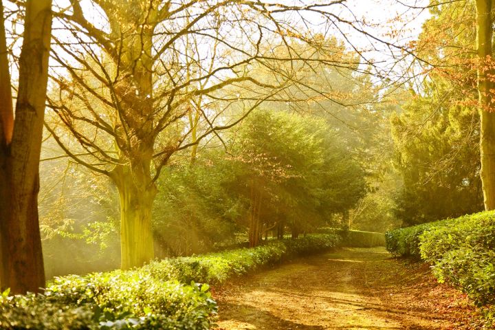 Misty Woodland Walk