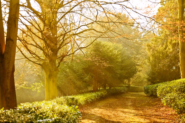 Misty Woodland Walk