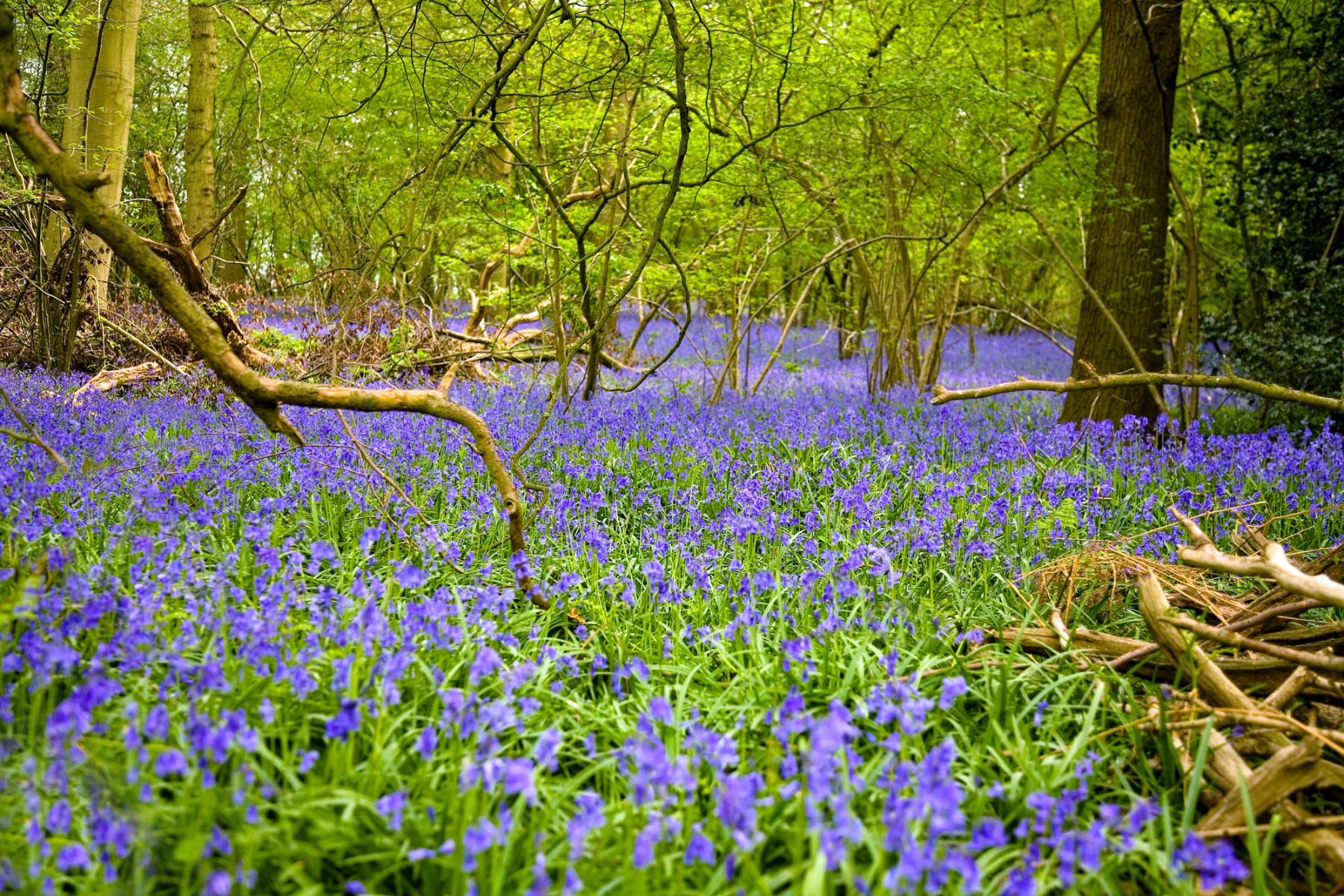 Bluebells and Fallen Branches, Sussex