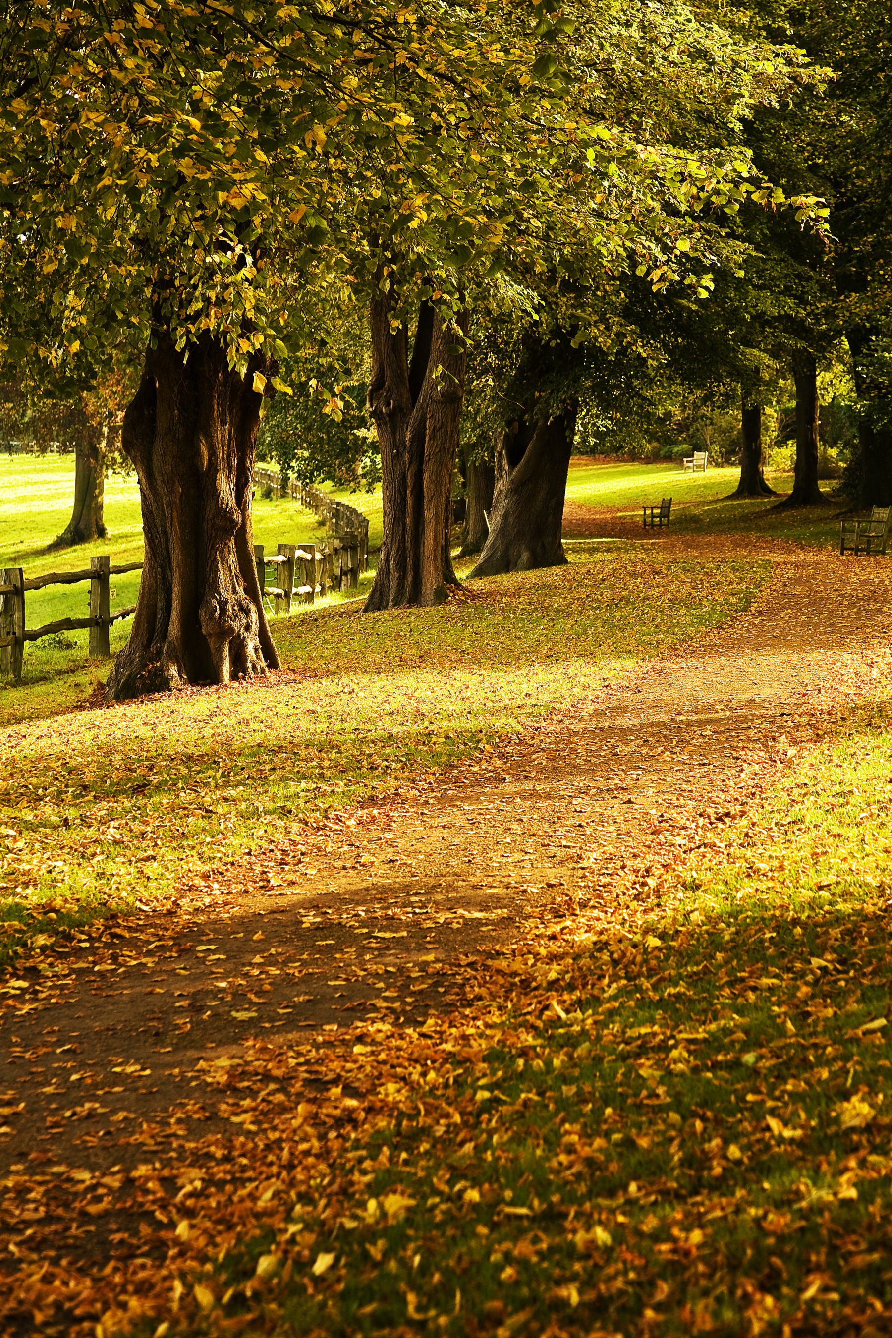 Autumn Parkland Path, Handcross, West Sussex