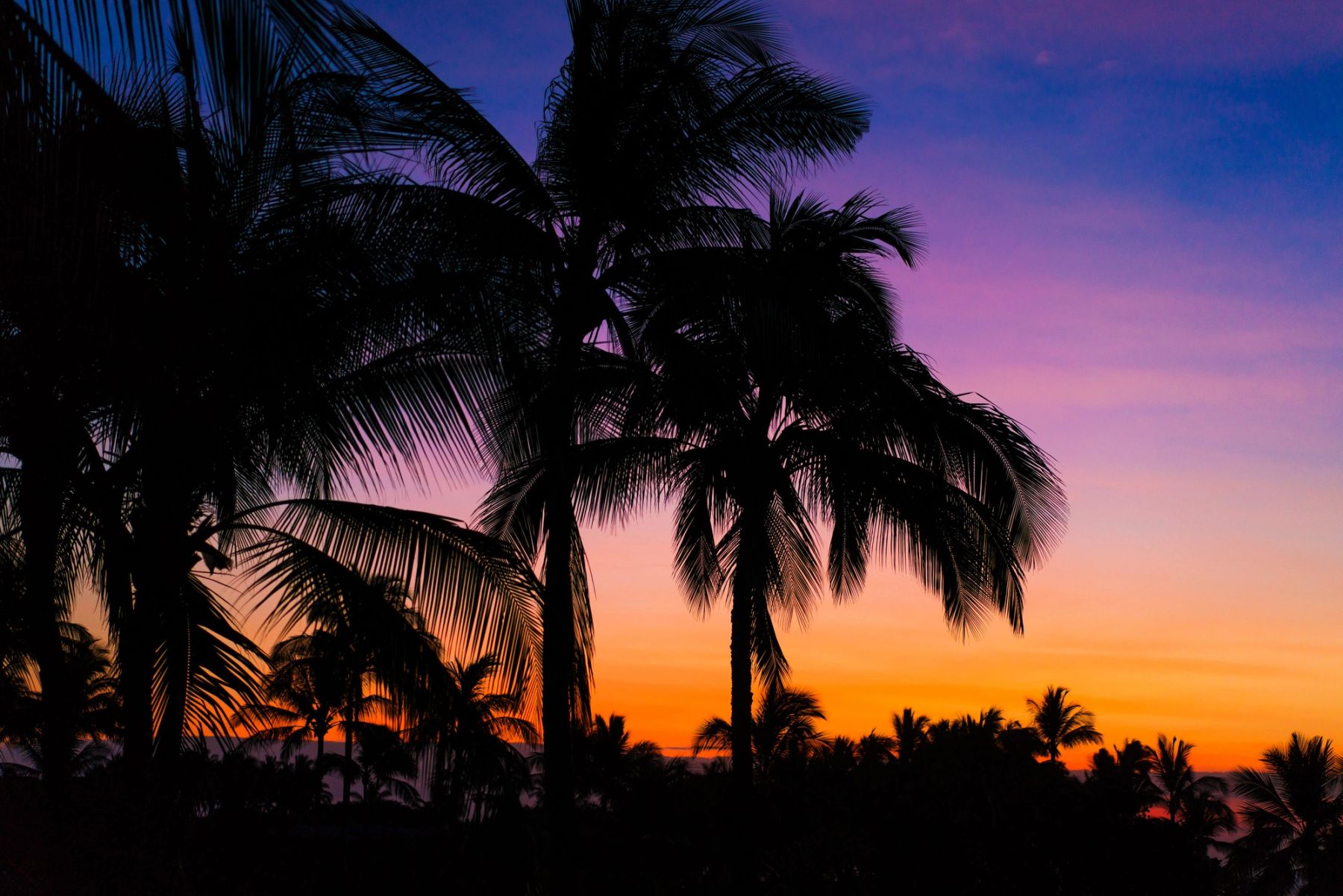 Palm Silhouettes at Dusk, Maui, Hawaii