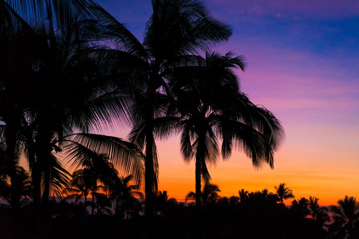 Palm Silhouettes at Dusk