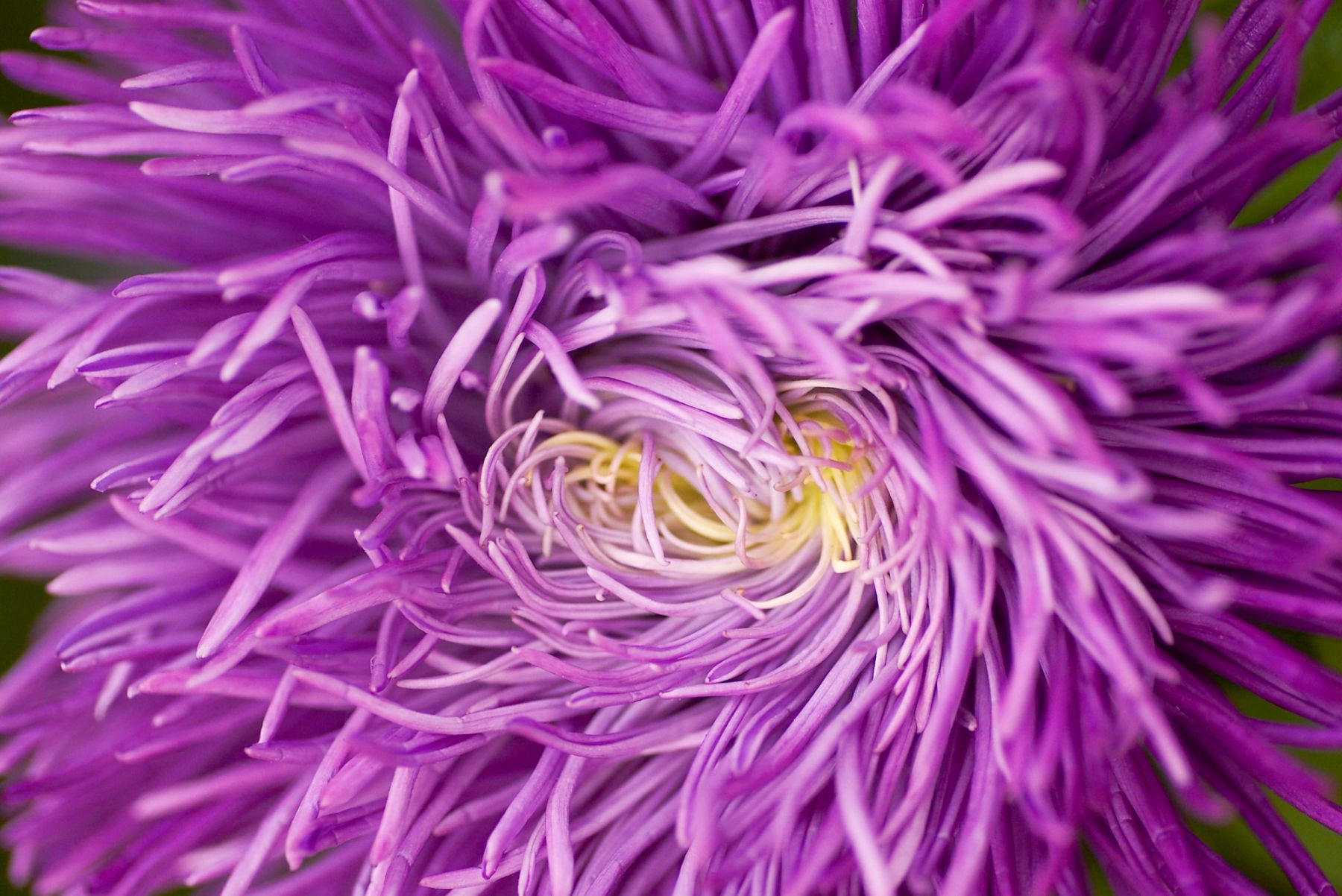 Lilac Aster, 