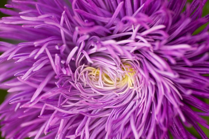 Lilac Aster