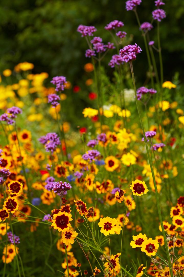 Summer Border