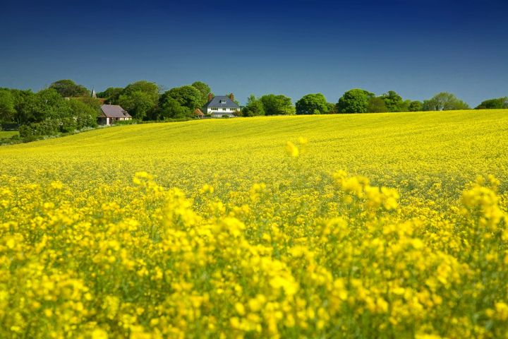 Rapeseed Hillside