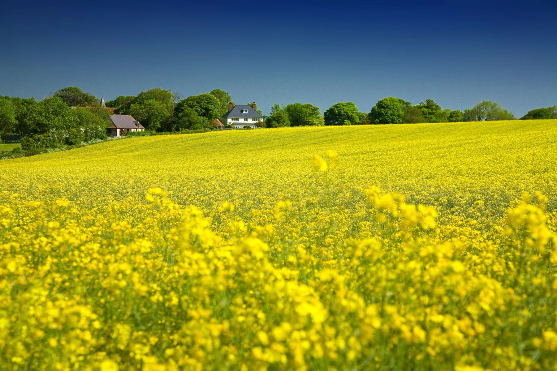 Rapeseed Hillside, South Downs