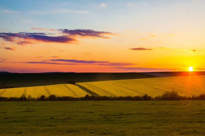 Golden Rapeseed at Sunset
