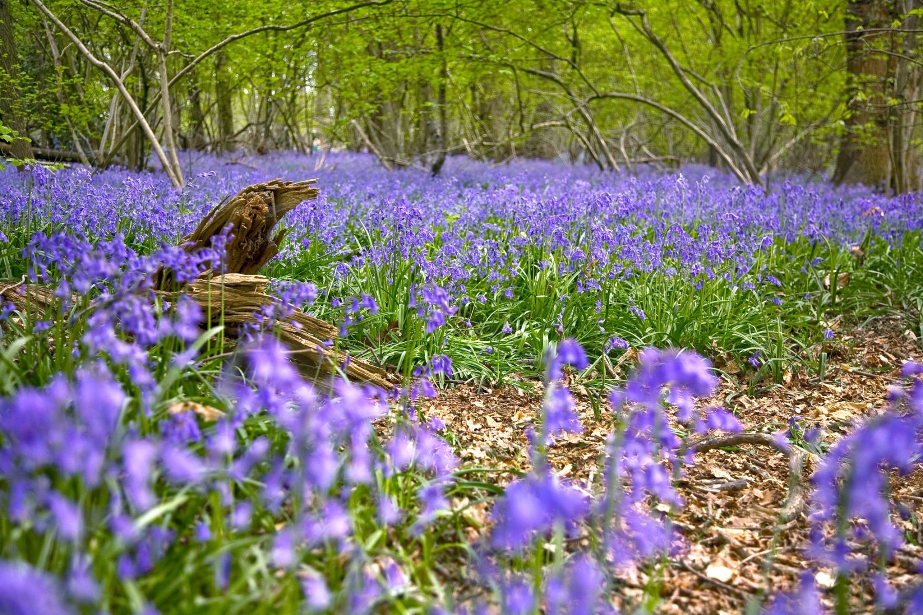 Bluebells by the Old Stump, Sussex