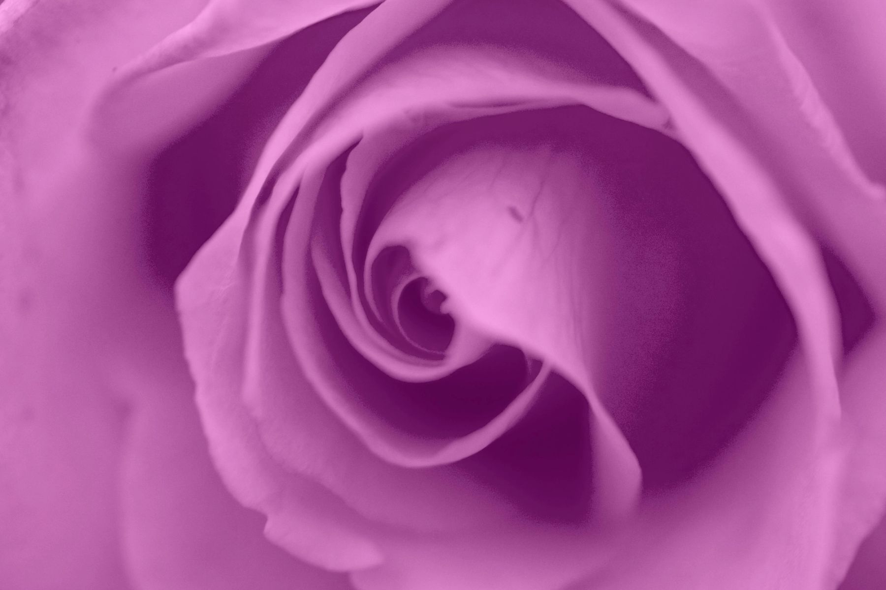 Lilac Rose, 