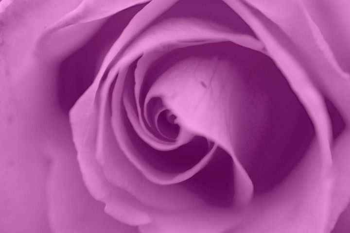 Lilac Rose