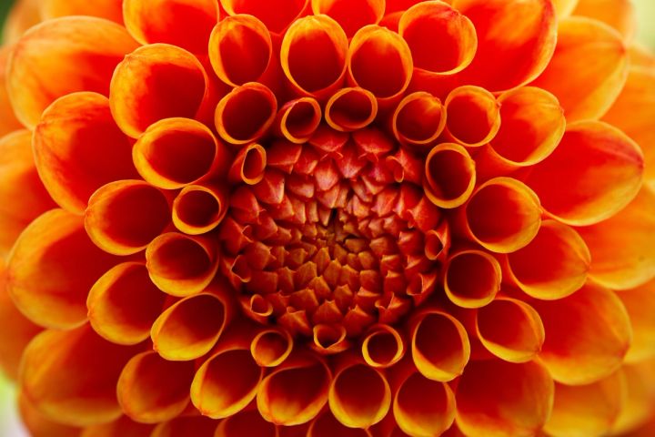 Dahlia Spiral
