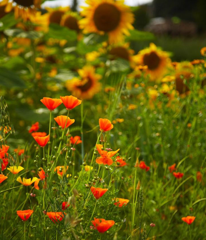 Poppies and Sunflowers