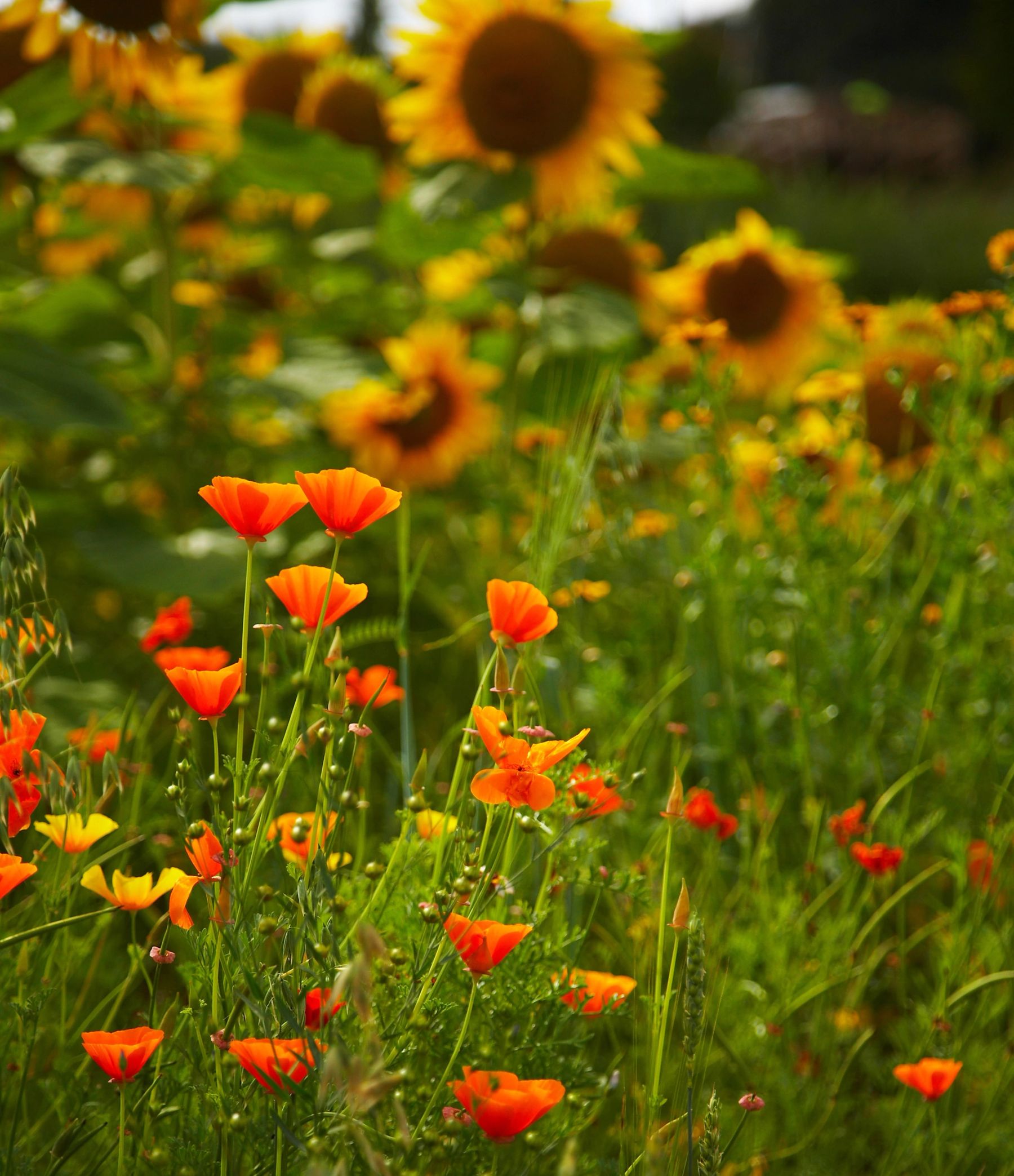 Poppies and Sunflowers,