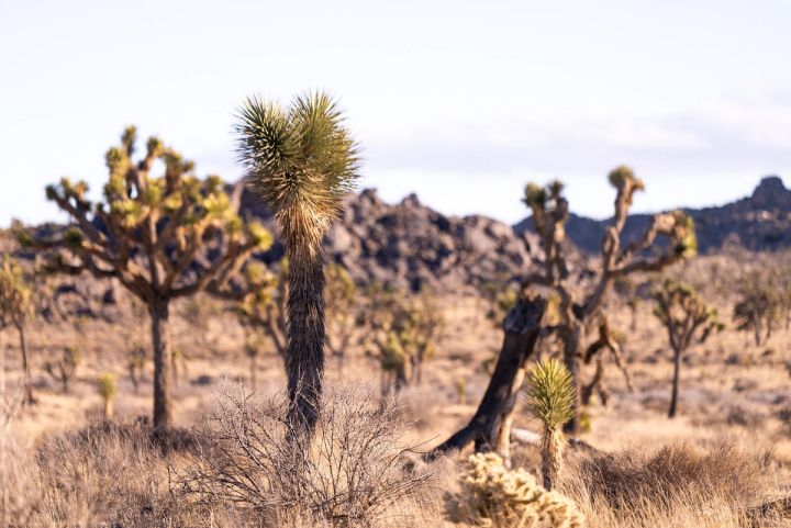 Joshua Trees and Desert Scrub