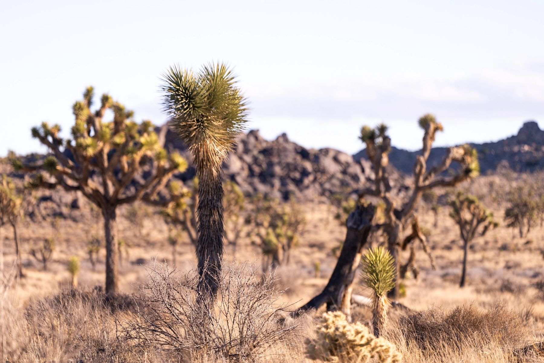 Joshua Trees and Desert Scrub, Joshua Tree, California