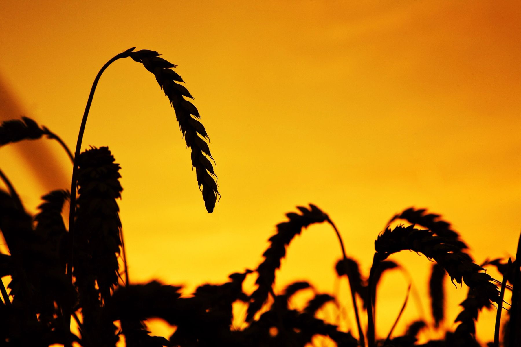 Wheat Silhouette, Sussex
