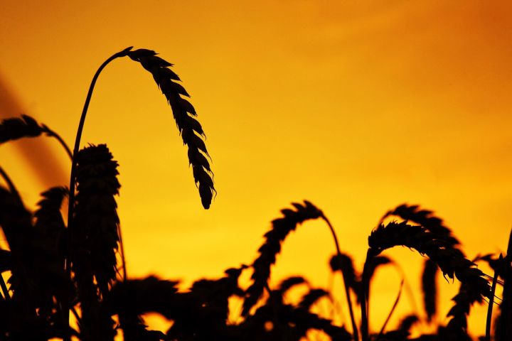 Wheat Silhouette