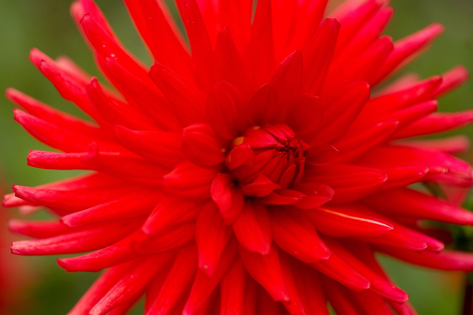 Red Cactus Dahlia,
