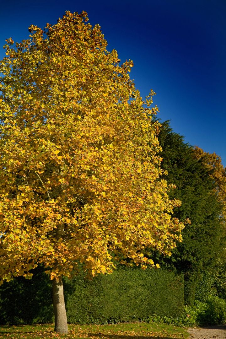 Golden Tree, Blue Sky