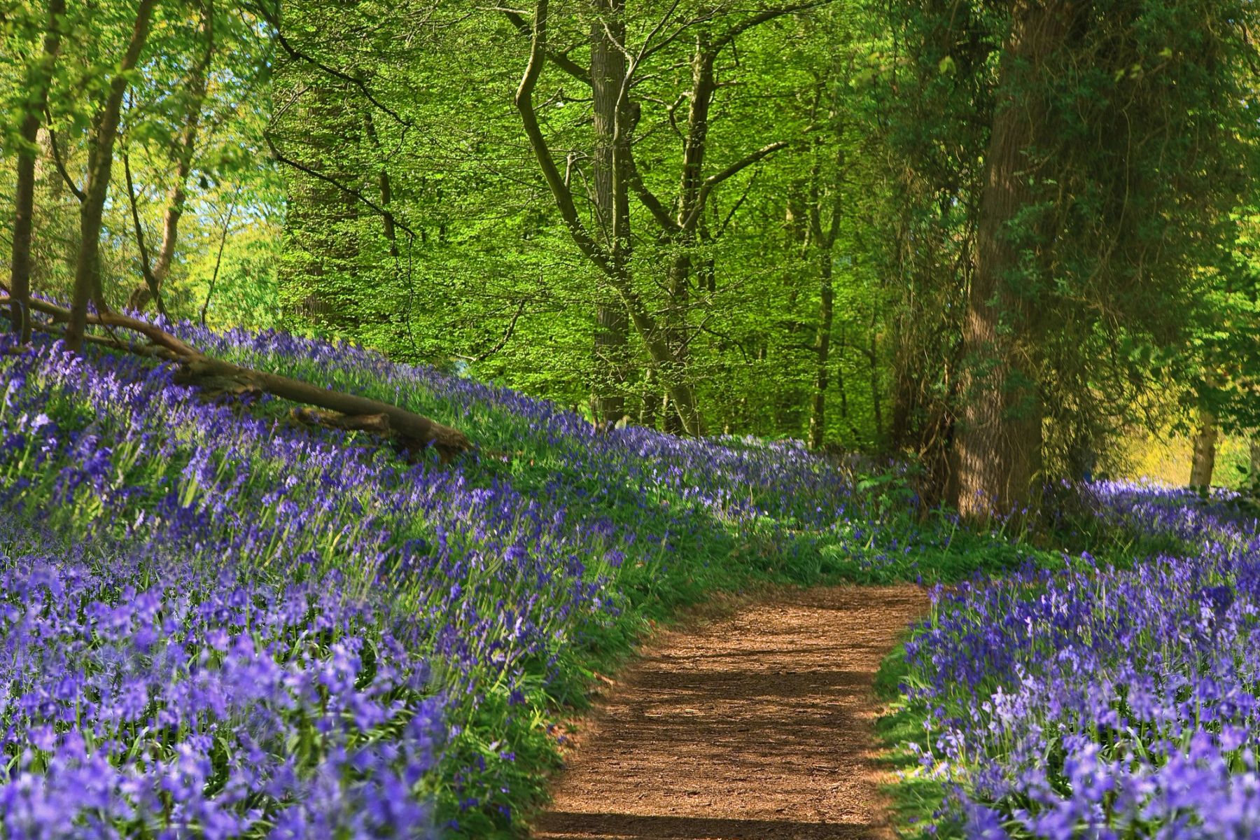 Path through the Bluebells, Sussex