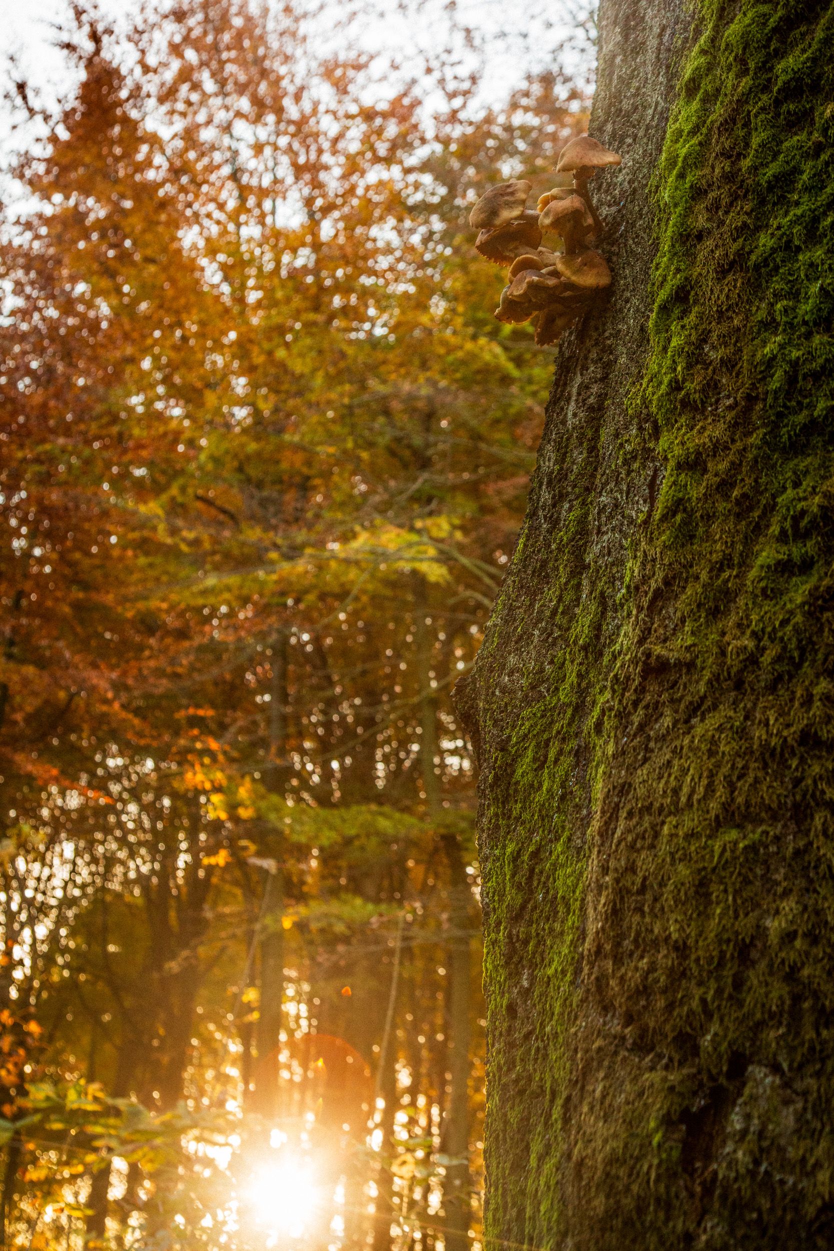 Sunlight by the Mossy Trunk, Stanmer Park, Brighton