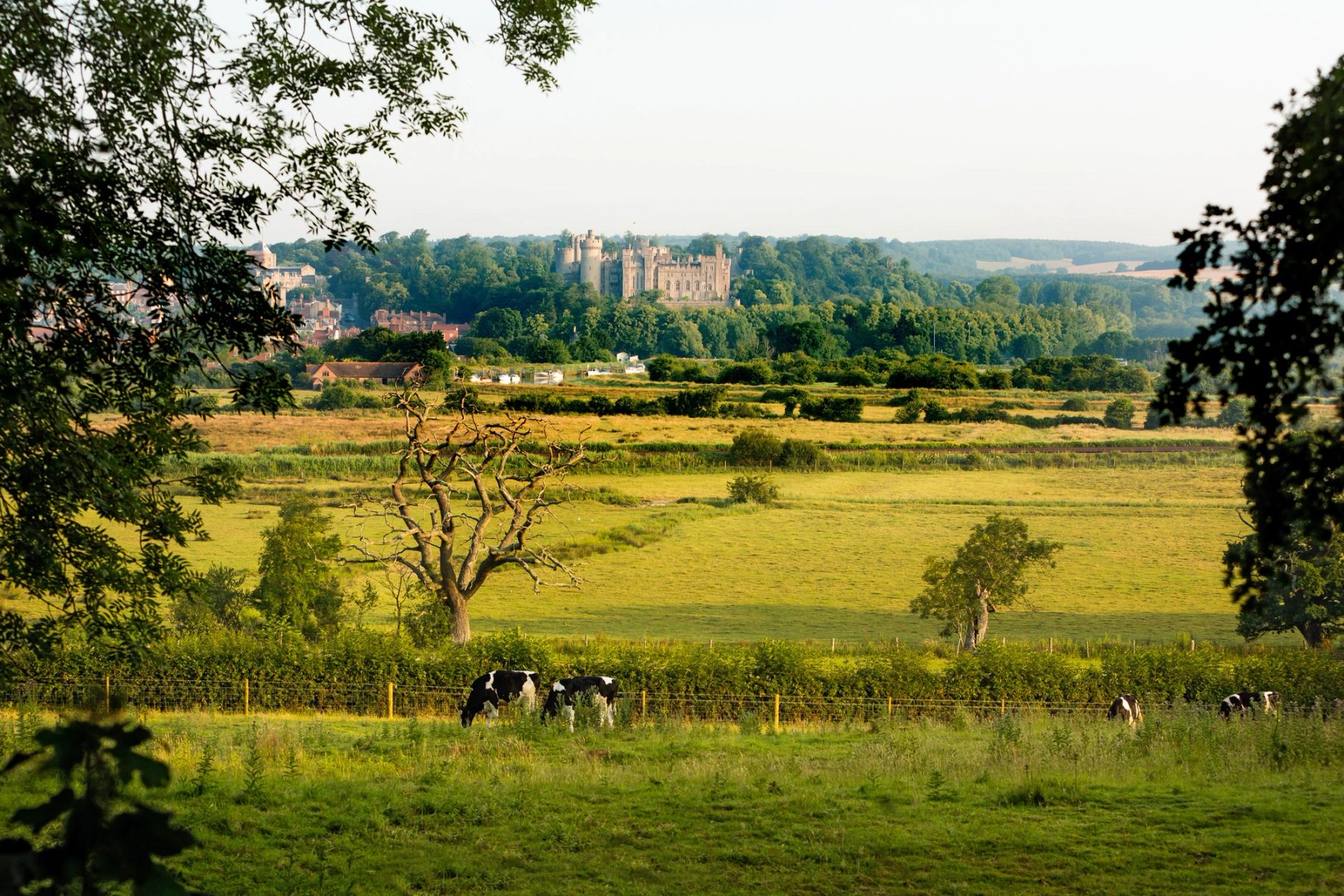 Cows in the Water Meadows, Arundel